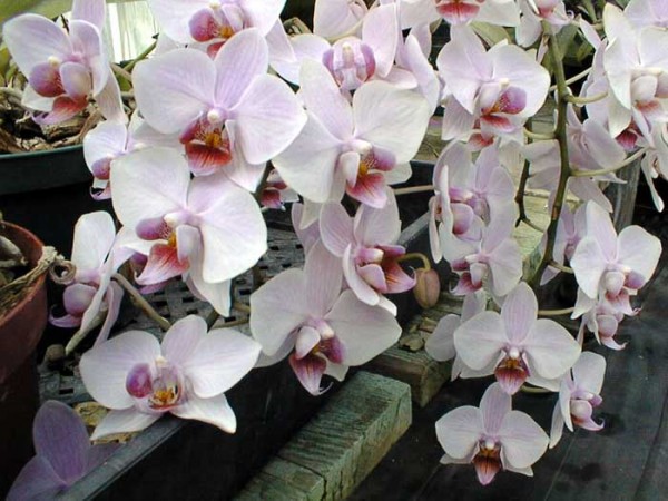 Орхидея: особенности ухода, выбор грунта, пересадка