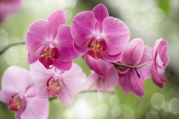 Орхидея: особенности ухода, выбор грунта, пересадка